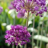 Purple Sensation Allium